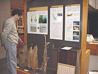 芦ノ湖の逆さ杉の実物標本の写真