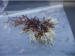 一部白色化した海藻の例