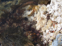 琴が浜での海岸隆起による海藻の白色化