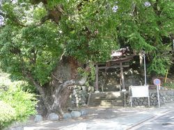 神社の目印である楠は、いまも健在。